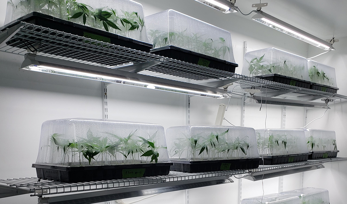 Laboratorio de clonación profesional con plantas madre y esquejes en diferentes etapas